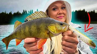 Topwater Fishing Big Perch in a small Lake | Team Galant