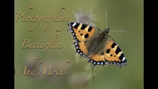 Photographing Butterflies and Moths