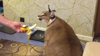 Big Floppa Loves to Eat Snack : Caracal