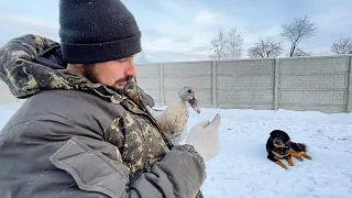 ДОЖДАЛИСЬ! НАКОНЕЦ-ТО ПЕРЕЕЗД СОСТОЯЛСЯ! НАША ФЕРМА! ЖИЗНЬ ПРОСТЫХ ЛЮДЕЙ В ДЕРЕВНЕ!