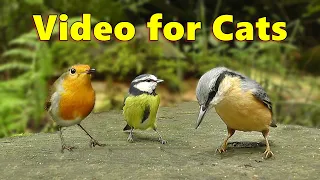 Videos for Cats to Watch Birds on Your Phone - ONE HOUR of Little Birds Close Up ⭐ NEW ⭐