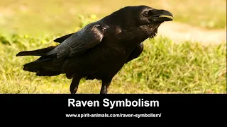 Raven Symbolism