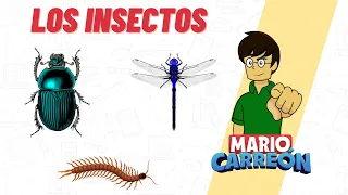 🦗 Los Insectos 🦟🦋