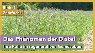 Die Distel - Freund oder Feind? | Biohof Zehrfuchs | Rundgang 10 | 2021