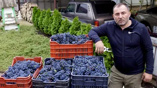 HOMEMADE WINE from HOME-GROWN GRAPES