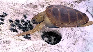 Mom Sea Turtle goes to the coast and lays to many eggs- Babies race to the ocean