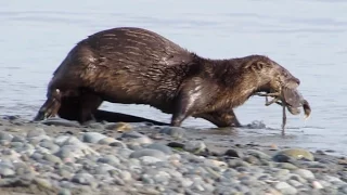 Otters are feasting on and fighting for fish and a crab.