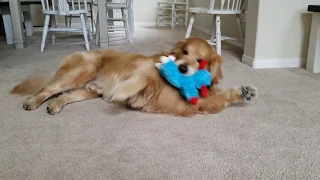 Golden Retriever Plays With Squeaky Toy | Oshies World