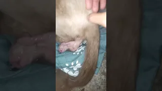 paano manganak ang pusa? (First time manganak ng aming kween)