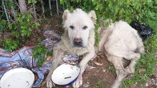 The dog cried when he was fed after 3 weeks in the sun and the miracle happened