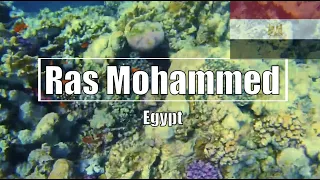 🇪🇬 Ras Mohammed, Egypt - Best Snorkeling