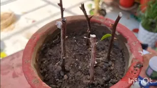 बोगनविलिया को कटिंग से ऐसे लगाएं || Grow Bougainvillea Cuttings like THIS || Fun Gardening