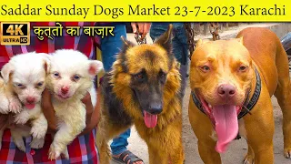Saddar Sunday Dogs Market 23-7-2023 Karachi German Shepherd Pit bull Dog | سوق الكلاب في كراتشي