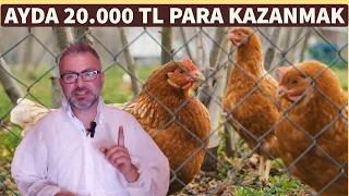 500 TAVUK AYDA KAÇ PARA KAZANDIRIR ? | KENDİ İŞİNİN PATRONU OL !