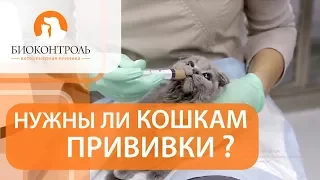 Вакцинация кошек. 💉 Плюсы и минусы вакцинации для кошек.