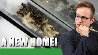 TIME FOR AN UPGRADE! | Camponotus Nicobarensis Update #3 - Ant Holleufer