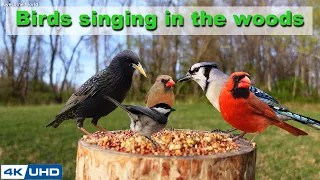 4 HOURS of Birds Singing in the Woods, 4K Cat TV, Bird Video, Relaxing Sound ASMR, Awesome World 028