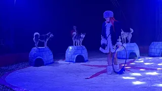 Daredevil Circus Ireland With Husky Dogs