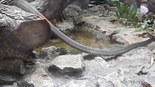 San Antonio Zoo Really long Boa Constrictor