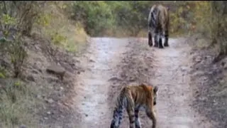 Daddy tiger brings up cubs