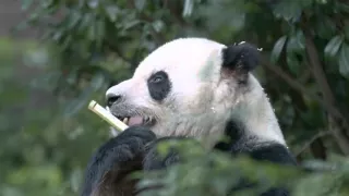 Кунг фу Панда Смешные и милые панды