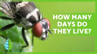 How long do FLIES LIVE? 🦟  (Life Cycle of Flies)