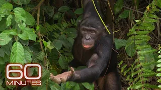 Bonobos | 60 Minutes Archive