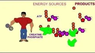 ENERGY SOURCES FOR MUSCLE: ATP, CREATINE PHOSPHATE