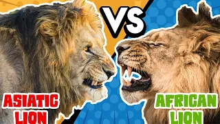 Asiatic Lion VS African Lion - Who Would Win