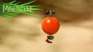 Minuscule - Tomate Cerise/Cherry Tomato (Season 1)