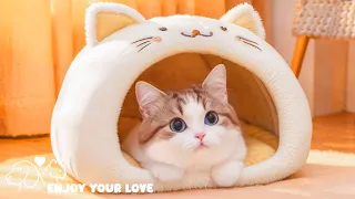 Cat's warm house - Soothing music for cats, reduces cat stress, heals cats💖