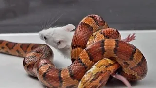 How Corn Snakes Catch And Eat Mice - Warning Live Feeding