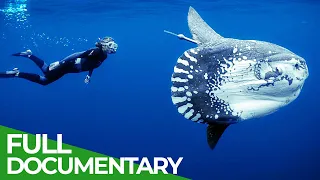 Ocean Stories | Full Series | Free Documentary Nature