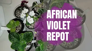 Making a soil mix and repotting 🪴 African Violets 🌸 // easy repot
