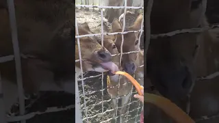 tongue out #animals #cute #zoo #tiktok #asmr  #tongue #out