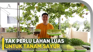 Microgreens, Solusi Menanam Tanpa Lahan