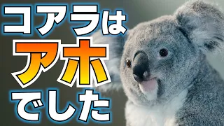 コアラは哺乳類で1番アホだった