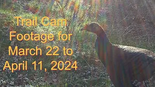 Trail Camera Footage for March 22 - April 11, 2024 (4k)