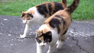 Calico cat with mini me youngest cat