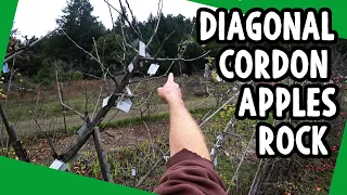 Grow Diagonal Cordon Apples for Collecting, Testing and Small Spaces- Planting, Training, Pruning