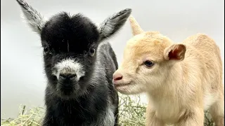 Baby goats Nonstop Hip Hop contest!