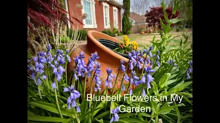 Bluebell Flowers in My Garden