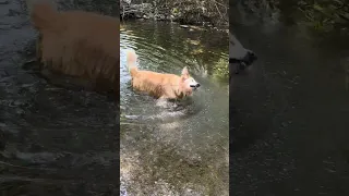 Oliver swims in the river1 #shortvideo #shorts #dog #dogs