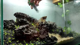 Indonesian Brazilian Style Aquascape. PART 2: Planting