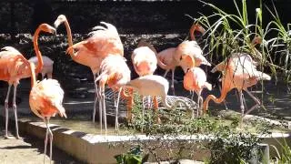 Flamingo feeding device; San Diego Zoo