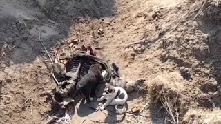 Жуткое видео: бродячие собаки обгладывают труп российского солдата.