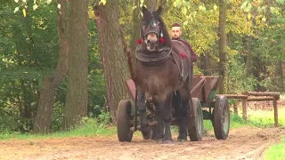 XVII Międzywojewódzka Wystawa Aukcja Koni Zimnokrwistych Próba Zaprzęgowa Zabajka 2017