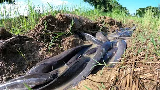 amazing fishing! a lot of catch catfish on waterway at field catch by hand a smart man today