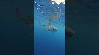 Tiger Shark Following Me In The Deep Sea😳 #shark #sharks #tigershark #sharkdiving