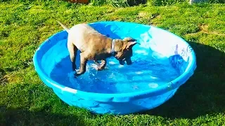 Funny Dogs Playing in Pool